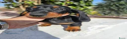 Teckel perros en venta: Teckel kanichen precio real - Anuncio 12