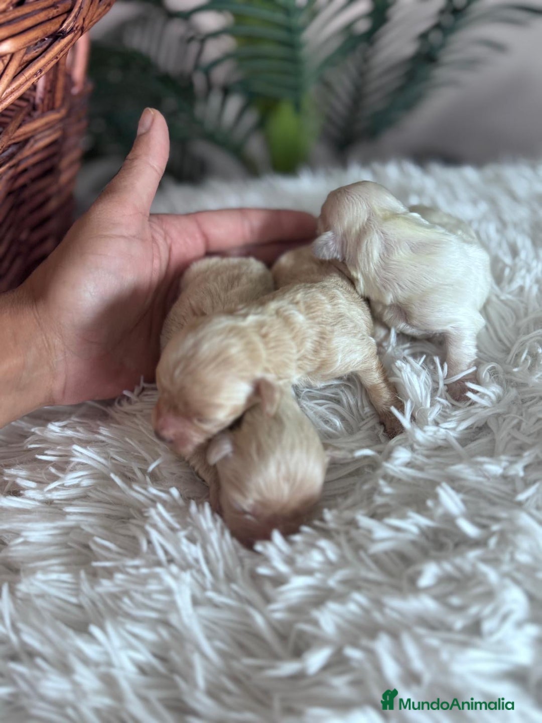 Maltipoo perros en venta: MALTIPOO  - Anuncio 3