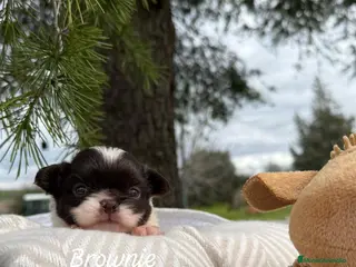 Chihuahua perros CHIHUAHUA PELO LARGO CAMADA - Anuncio 18