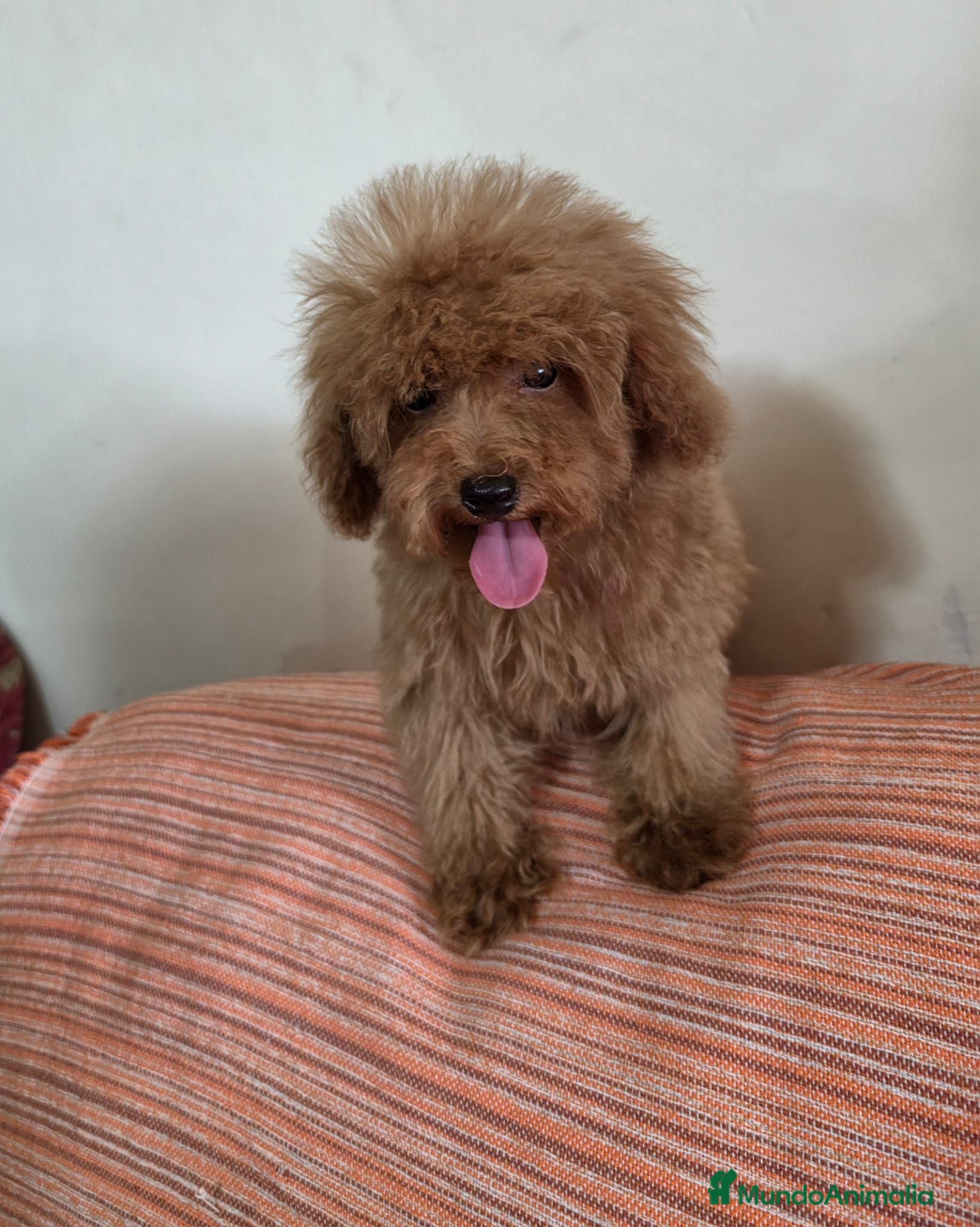 Caniche Toy perros Cachorritos caniche toy - Anuncio 1