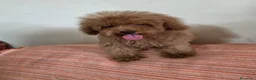 Caniche Toy perros en venta: Cachorritos caniche toy - Anuncio 1