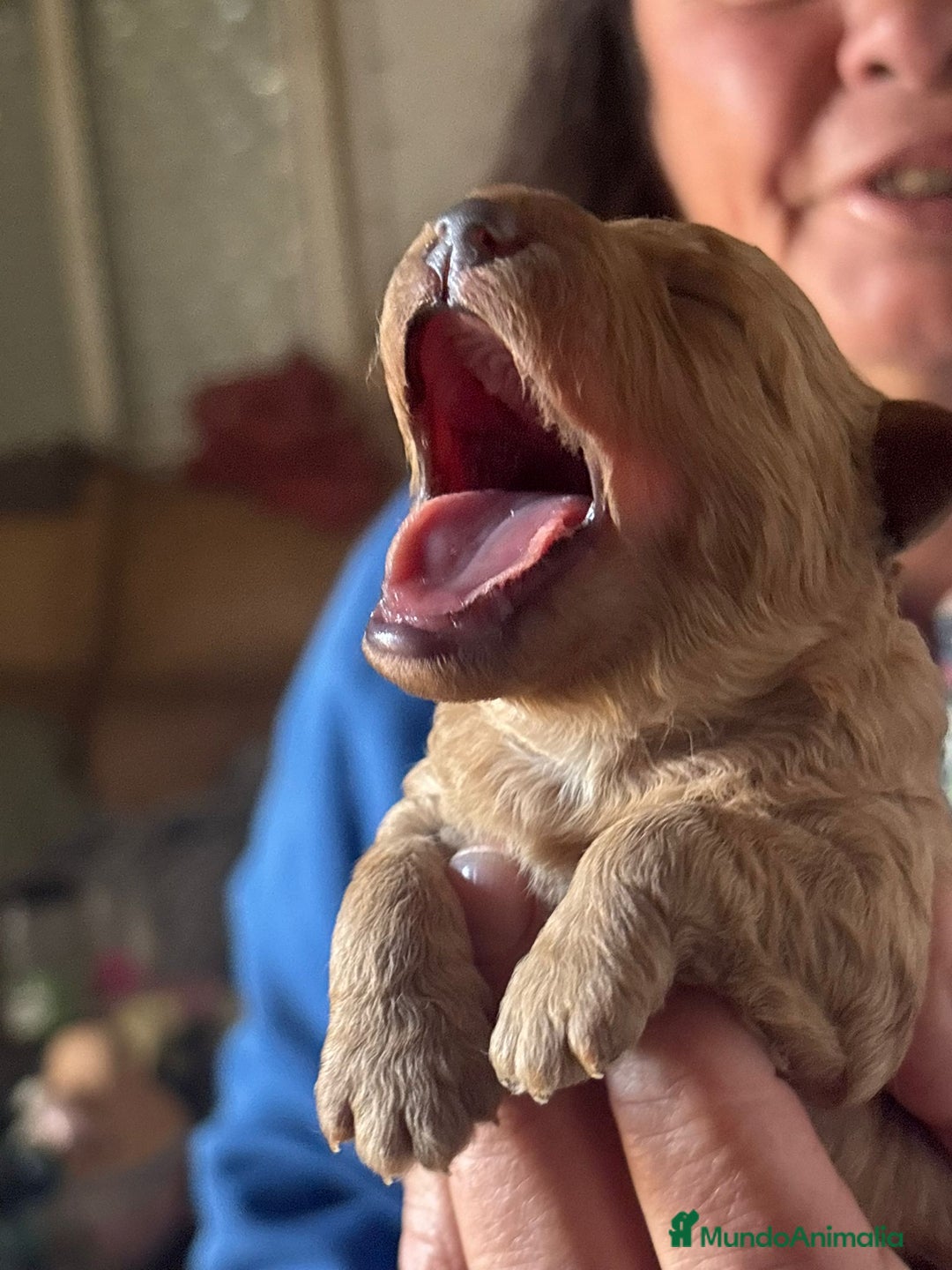 Caniche Toy perros en venta: Caniche toy para entregar 25/12 - Anuncio 1