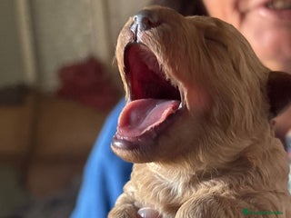 Caniche Toy perros Caniche toy para entregar 25/12 - Anuncio 1