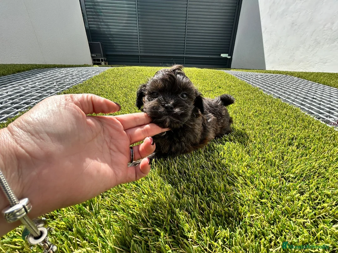 Maltipoo perros en venta: Maltipoo mini  - Anuncio 5