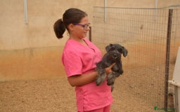 Schnauzer Miniatura perros en venta: Schnauzer miniatura  - Imagen 2