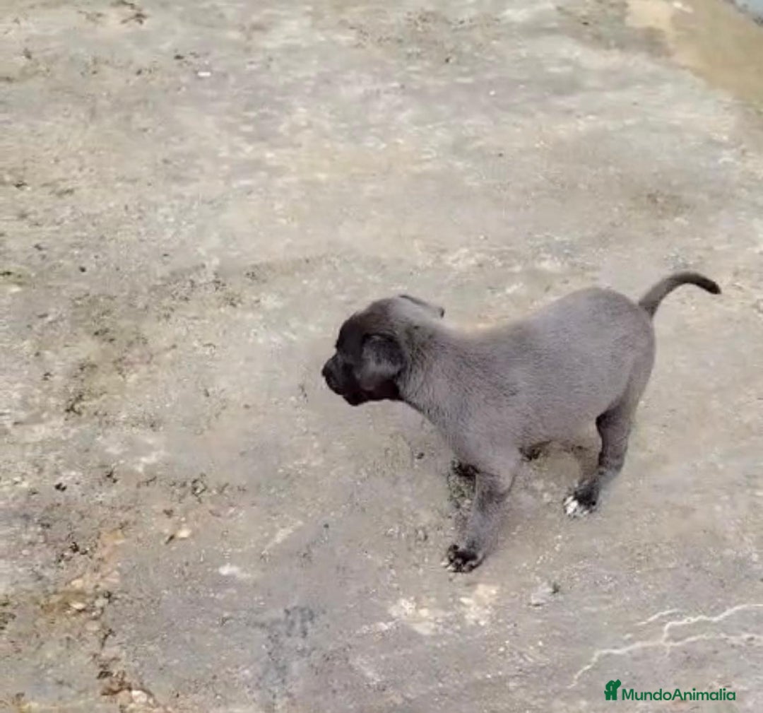 Whippet perros en venta: Whippet blue, isabela verdino - Imagen 27