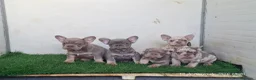 Bulldog Francés perros en venta: Cachorros de Bulldog Francés - Anuncio 6