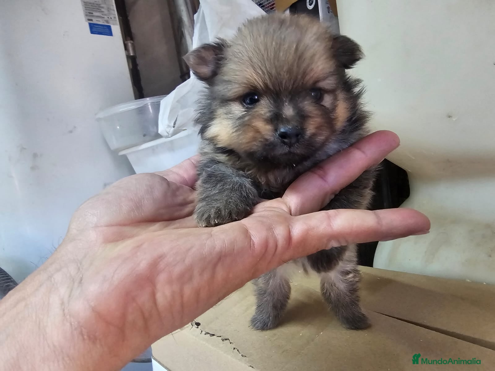 Pomerania perros Pomerania  - Anuncio 1