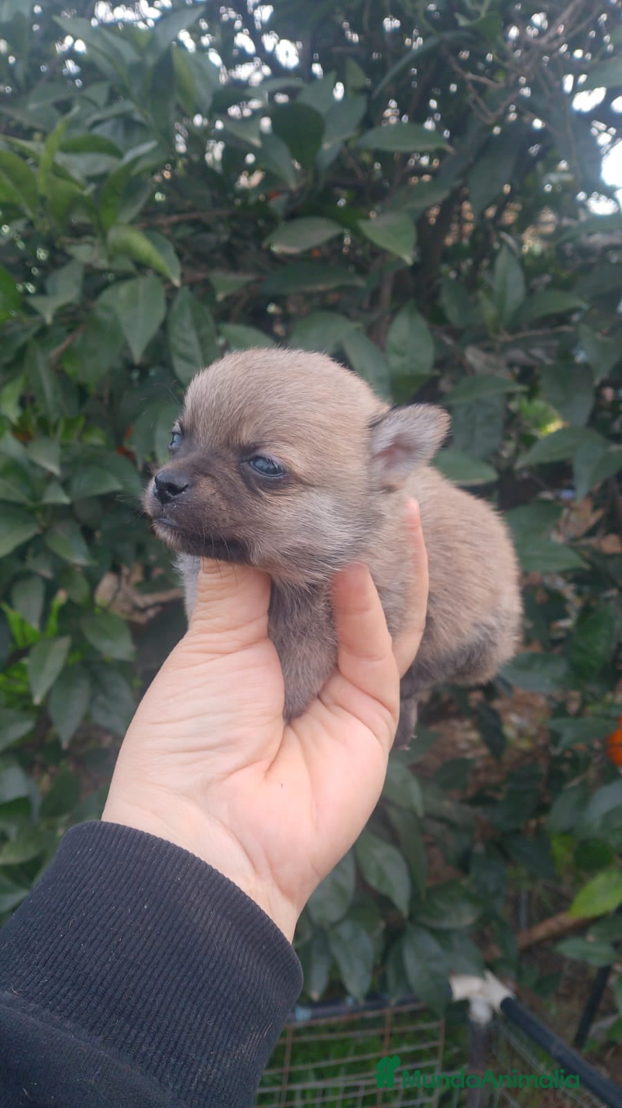 Chihuahua perros Pomchi pelo largo y semilargo  - Anuncio 1