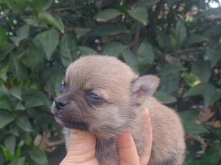 Chihuahua perros Pomchi pelo largo y semilargo - Anuncio 1