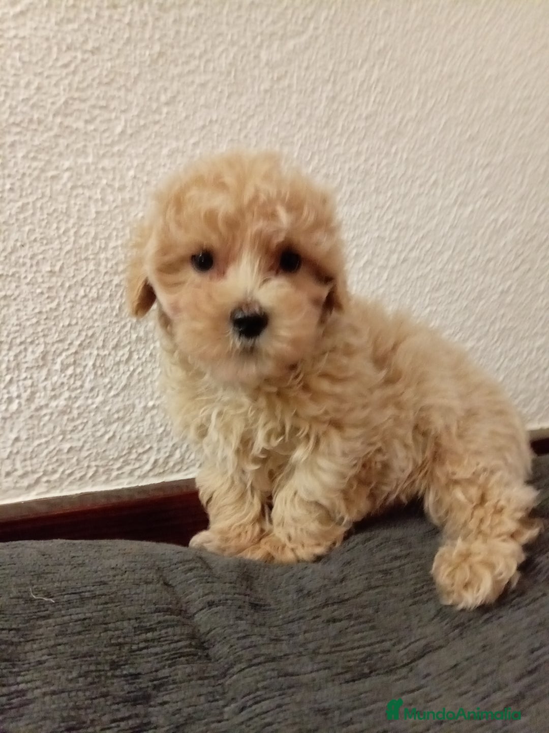 Caniche Toy perros en venta: Caniche toy - Anuncio 2