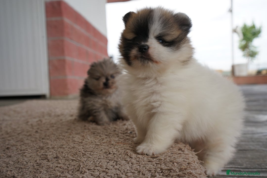 Pomerania perros en venta: 🐾 Roscón, Python y Prodigy – Pomerania únicos 🐾 - Imagen 3