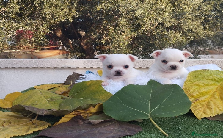 Chihuahua perros - Anuncio 1