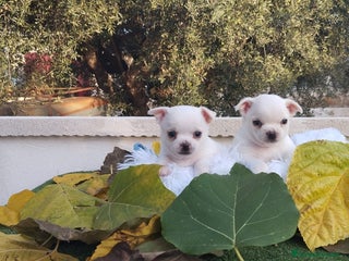 Chihuahua perros - Anuncio 4