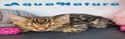 Bengalí gatos en venta: Bengali Hembra 9063 - AQUANATURA en Barcelona - Anuncio 3