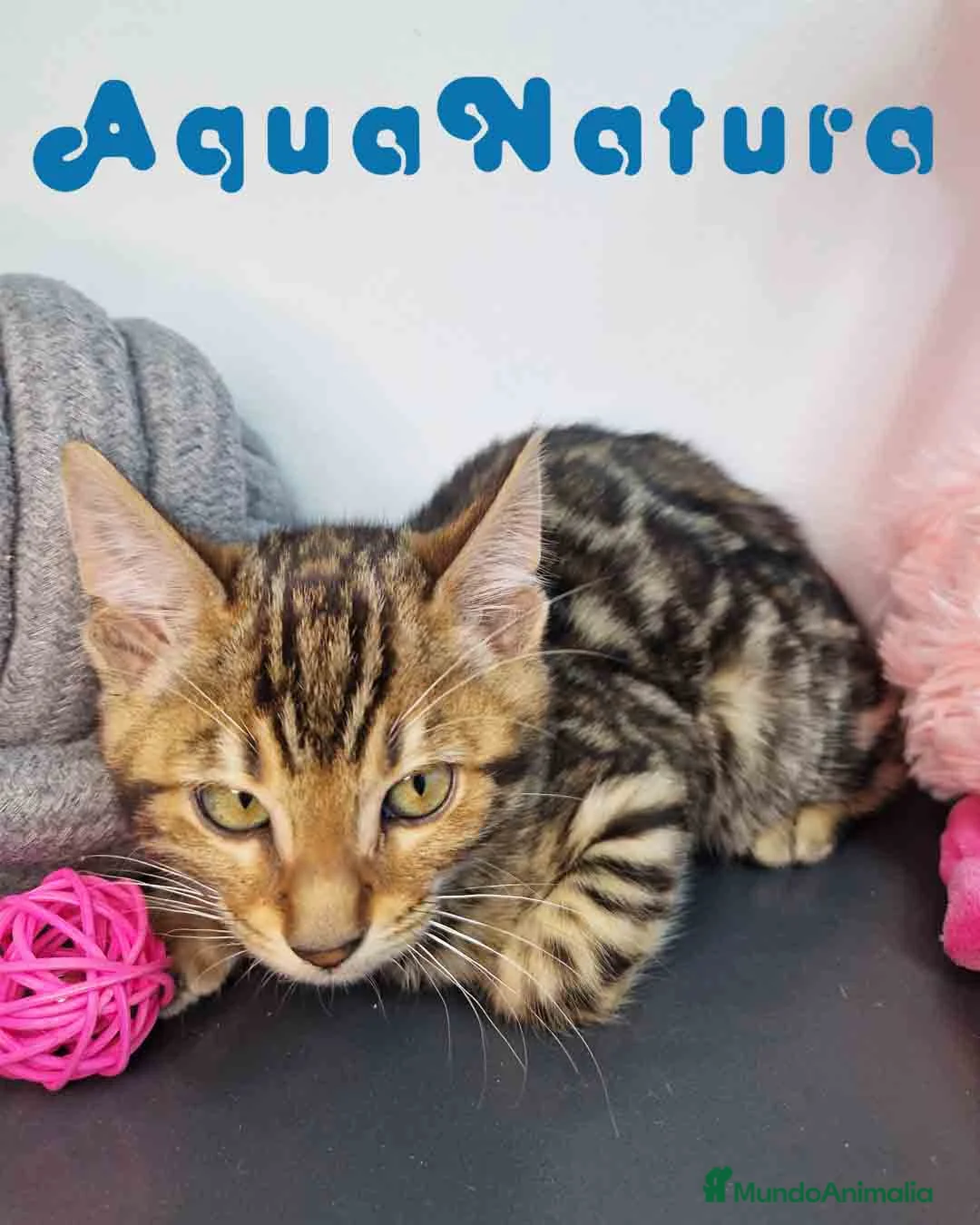 Bengalí gatos en venta: Bengali Hembra 9063 - AQUANATURA en Barcelona - Anuncio 3