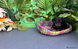 Teckel Miniatura perros en venta: Cachorros de teckel - Imagen 3