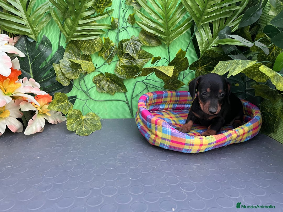 Teckel Miniatura perros en venta: Cachorros de teckel - Imagen 3