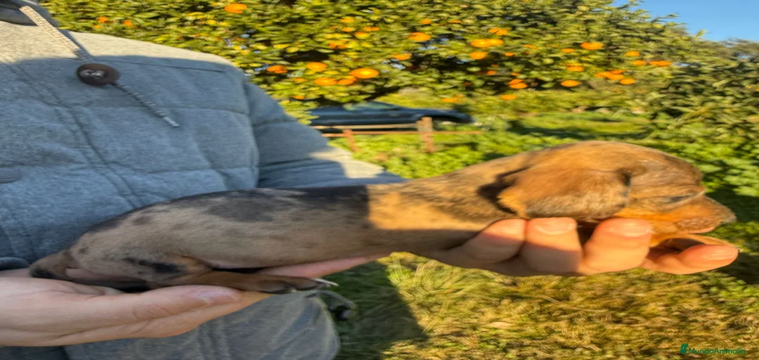 Imagen de galería {{count}}