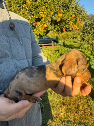 Imagen de galería {{count}}