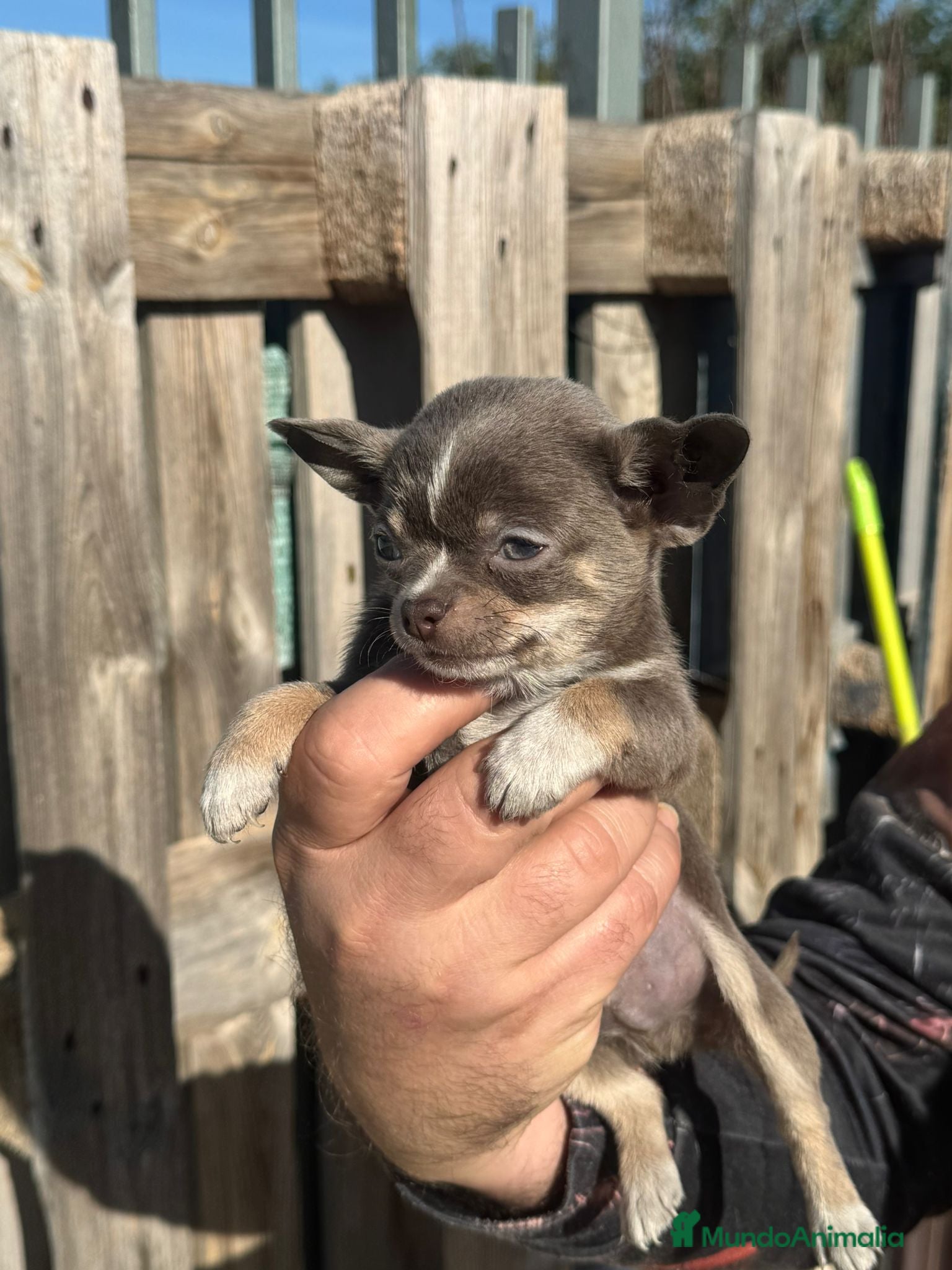 Chihuahua perros ‼️‼️Chihuahuas muy cariñosos tamaño mini  - Anuncio 3
