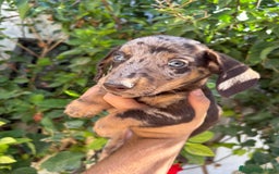 Teckel Miniatura perros en venta: Teckel miniatura  - Imagen 2