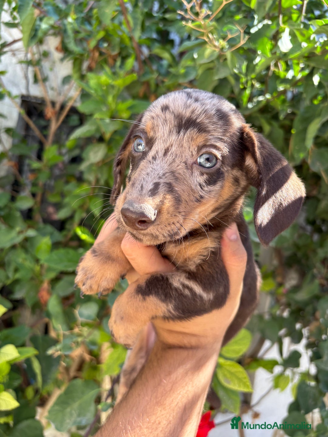 Teckel Miniatura perros en venta: Teckel miniatura  - Imagen 2