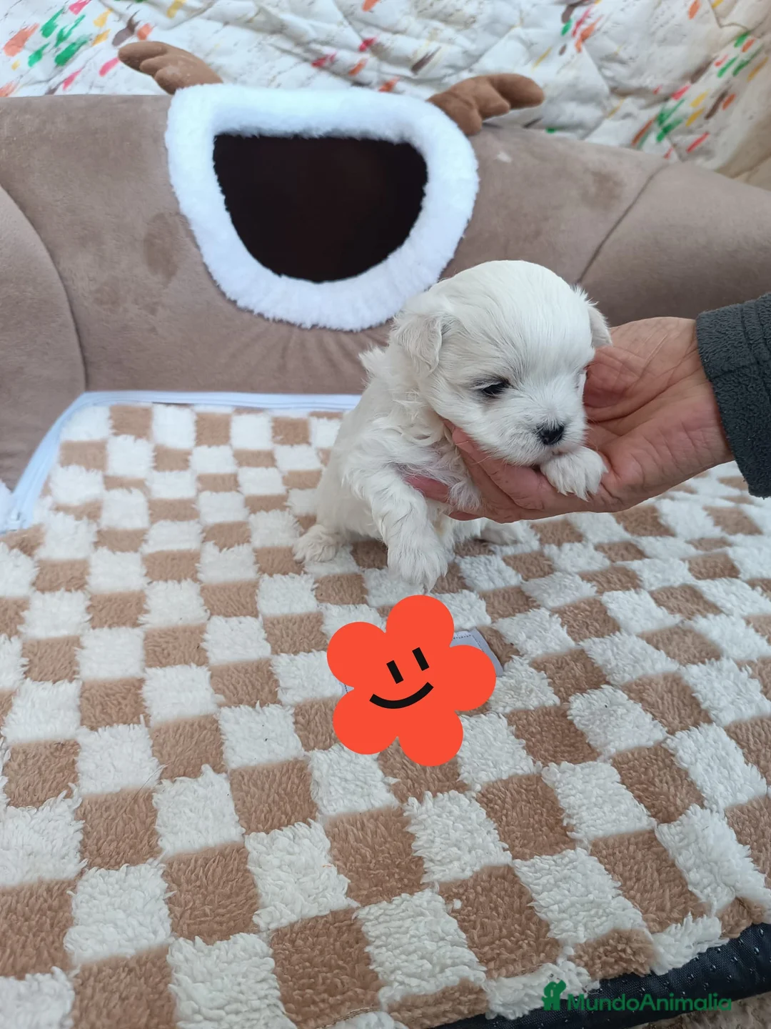 Bichón Maltés perros en venta: BICHÓN MALTES HEMBRITA TOY - Anuncio 1