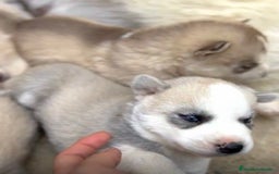 Husky Siberiano perros en venta: HUSKY  - Imagen 2