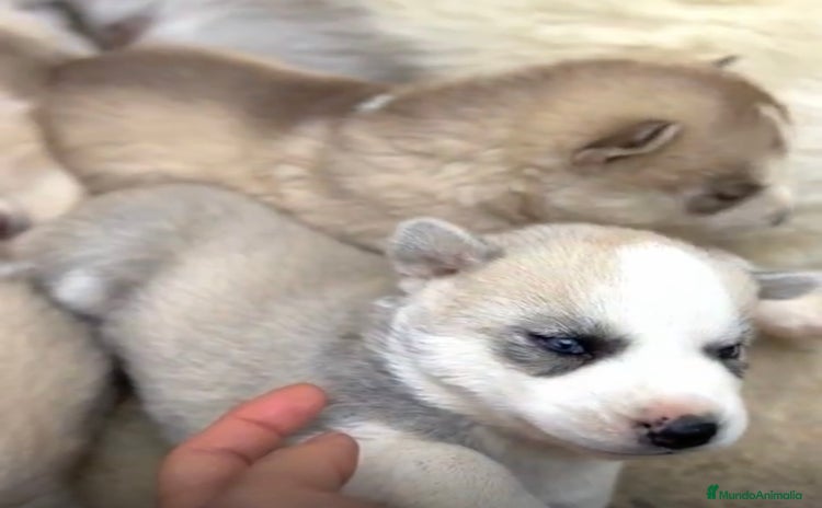 Husky Siberiano perros - Anuncio 2