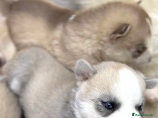 Husky Siberiano perros - Anuncio 2