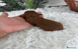 Caniche Toy perros en venta: CANICHE TOY ROJO PIMENTON MACHO - Imagen 2
