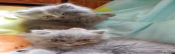 Himalayo gatos en venta: Imponible gatito perse malayo - Anuncio 9