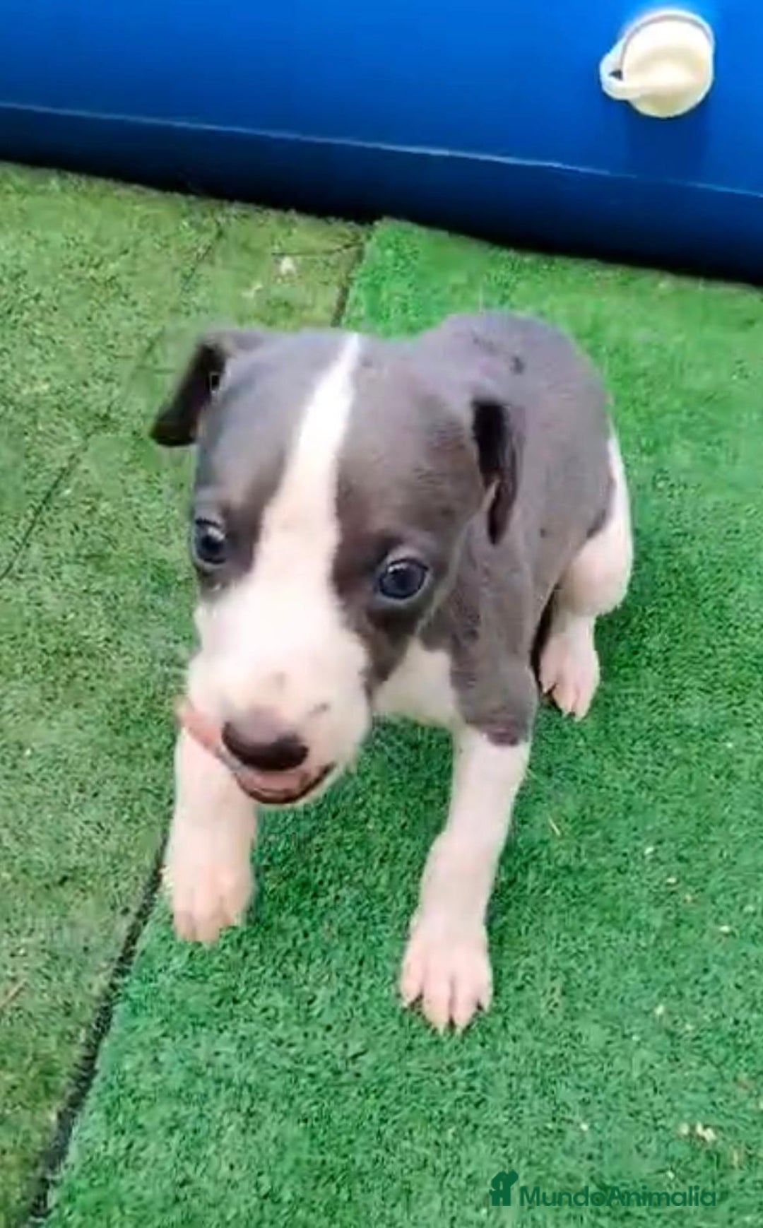 Whippet perros en venta: Whippet blue, isabela verdino - Imagen 11