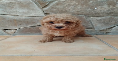 Caniche Toy perros - Anuncio 7