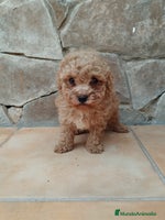 Caniche Toy perros - Anuncio 8