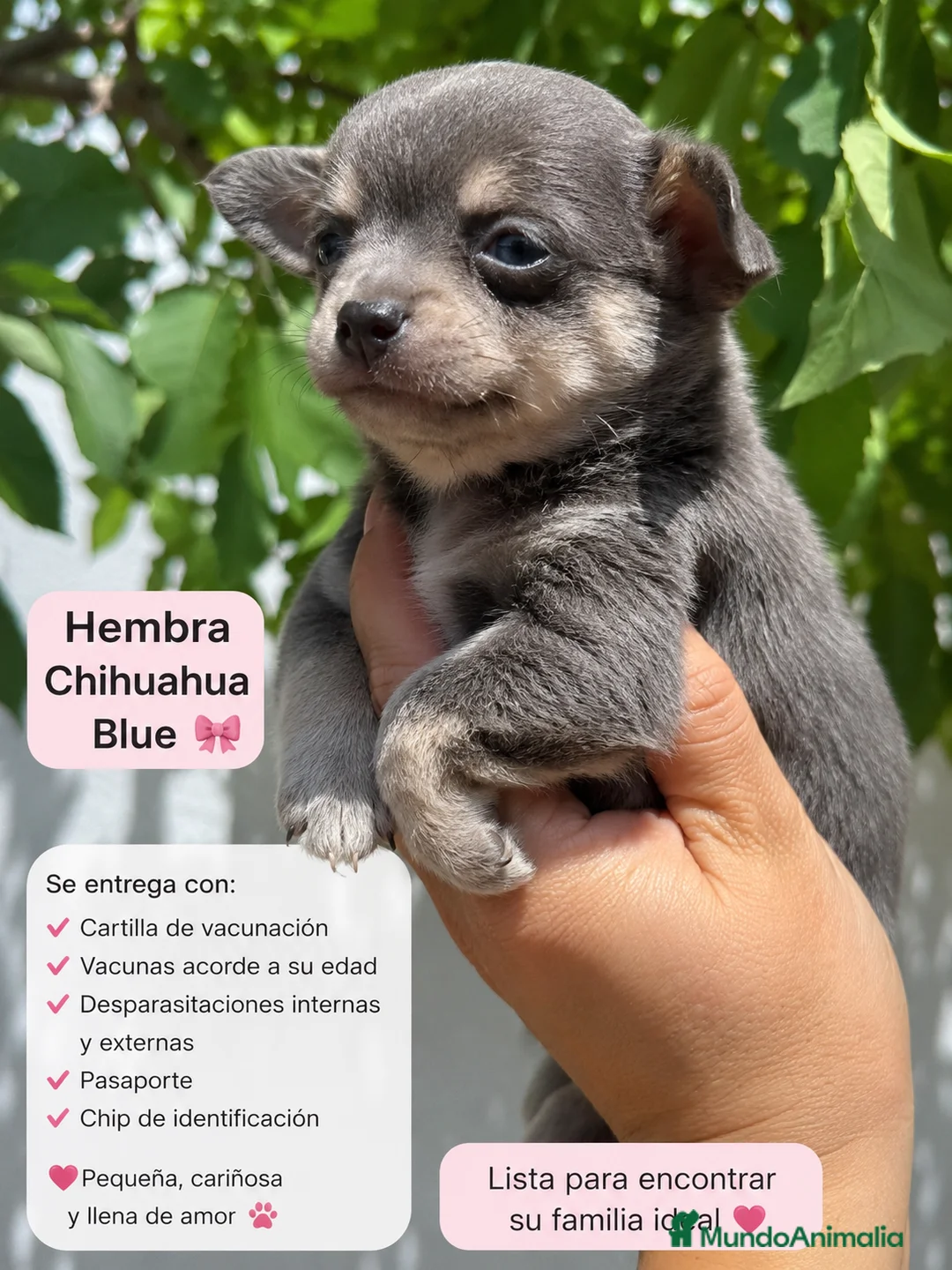 Chihuahua perros en venta: CHIHUAHUA PELO LARGO.🐾 en Cáceres - Anuncio 1