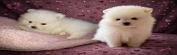 Pomerania perros en venta: Lulu pomerania, oportunidad - Anuncio 2