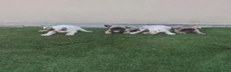 Bulldog Francés perros en venta: Bulldog francés 🐶🐾 en Málaga - Anuncio 4