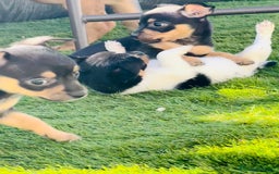Chihuahua perros en venta: Chihuahuas  - Imagen 6