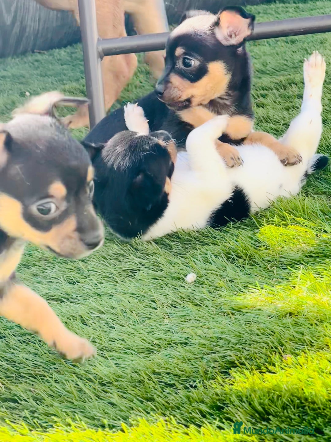 Chihuahua perros en venta: Chihuahuas  - Imagen 6