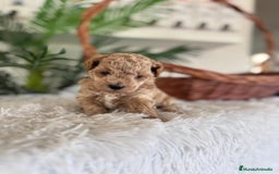 Caniche Toy perros en venta: CANICHE TOY - Anuncio 7