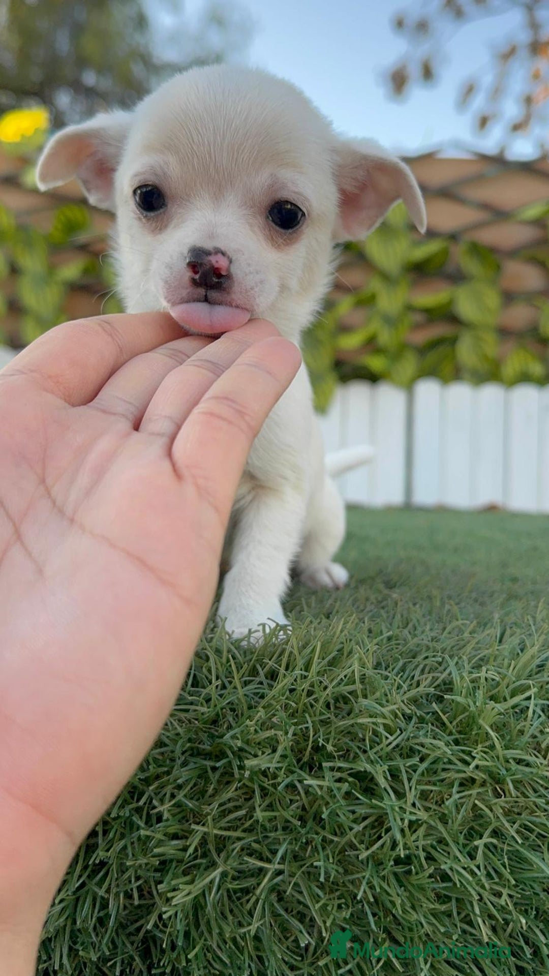 Chihuahua perros en venta: CHIHUAHUA MACHO - Anuncio 8