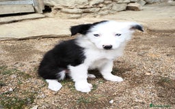 Border Collie perros en venta: Cachorros border collie! Ojos azules! - Imagen 5