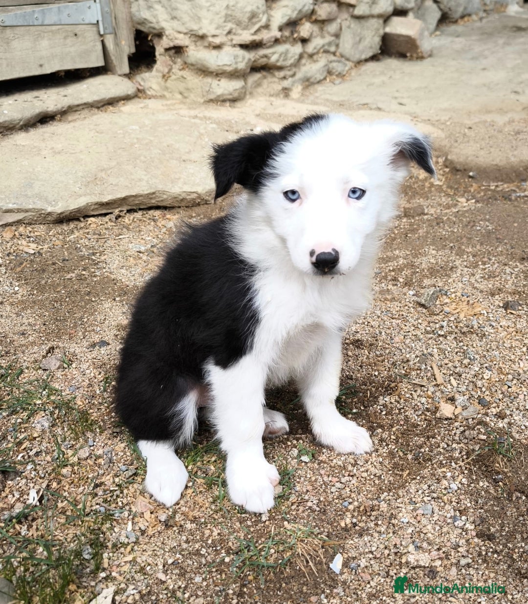 Border Collie perros en venta: Cachorros border collie! Ojos azules! - Imagen 5