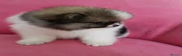 Pomerania perros en venta: Pomerania TOY Muñecas ♂️♀️ - Anuncio 11