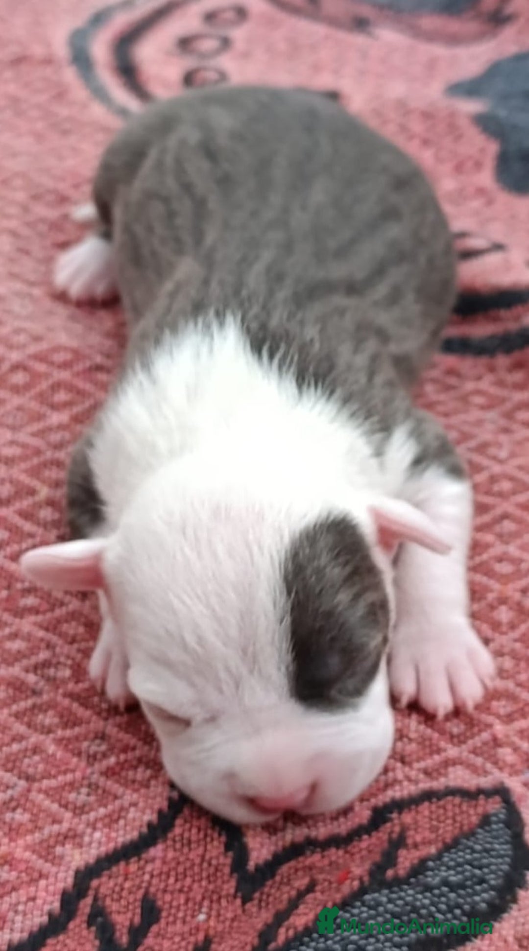 American Staffordshire-Terrier perros en venta: ✨Camada exclusiva Amstaff Blue–Pedigree y calidad✨ - Imagen 13