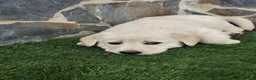 Labrador Retriever perros en venta: Labrador retriever  - Anuncio 9