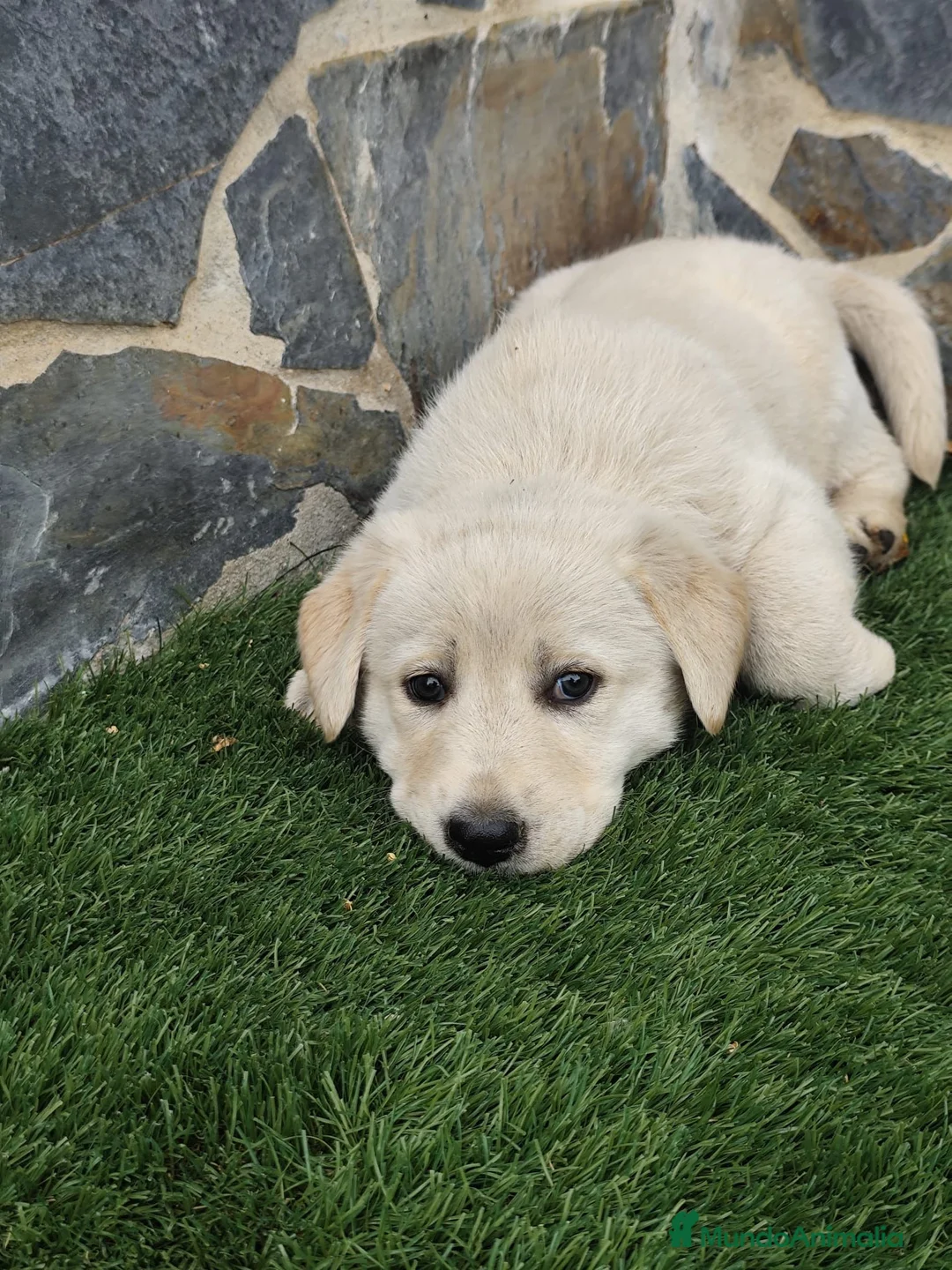 Labrador Retriever perros en venta: Labrador retriever  - Anuncio 9