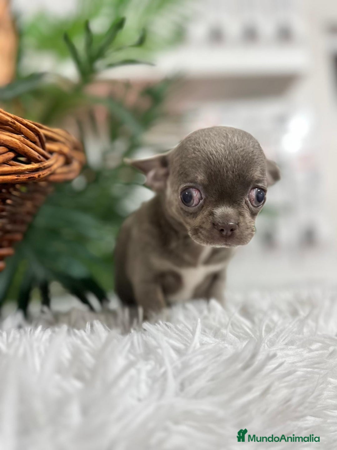 Chihuahua perros en venta: CHIHUAHUA HEMBRA LILAC AND TAN - Anuncio 6